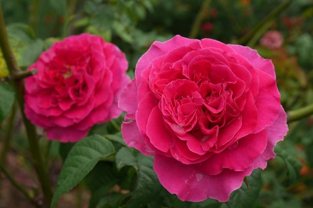 Hoa hồng ngoại Kate rose – Hoa hồng cắt cành David Austin thơm nhất