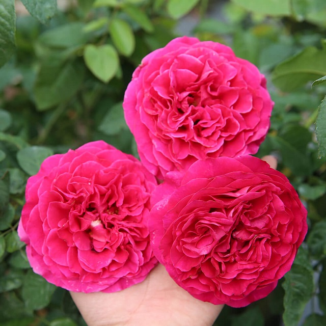 Cây hoa hồng Kate trưởng thành sẽ định kỳ cho 1 lứa hoa vào mỗi tháng