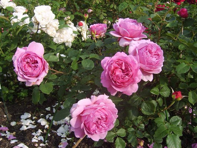 Hoa hồng ken nên tưới một lượng nước vừa đủ ẩm bề mặt đất vào buổi sáng là tốt nhất