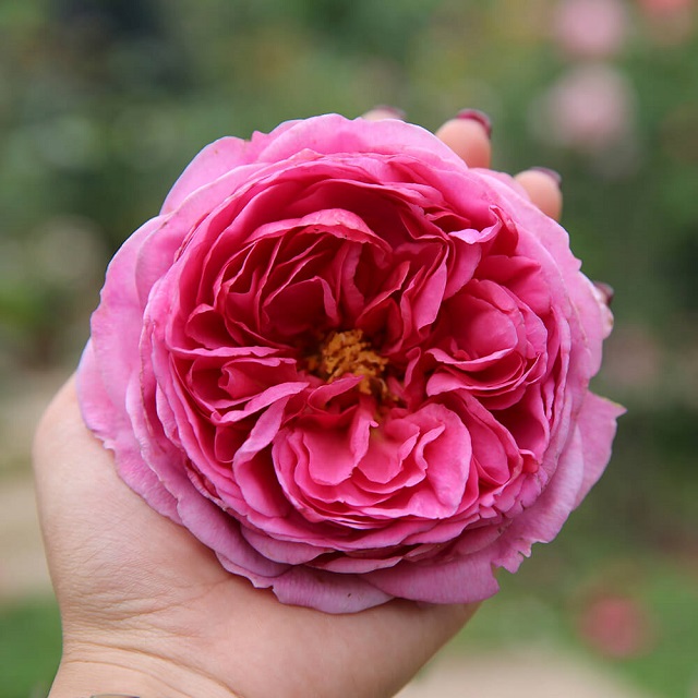 Hoa hồng Kent được biết đến là giống hoa hồng ngoại rất siêng ra hoa