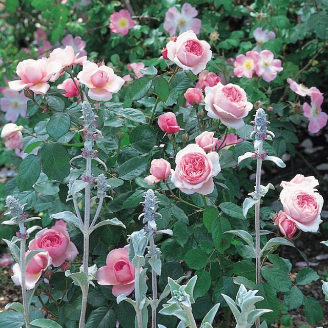 Hoa hồng leo Geoff Hamington có màu hồng đẹp mắt