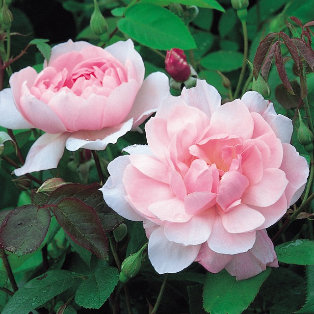Mortimer Sackler là hoa hồng leo không gai thứ ba trong bộ sưu tập