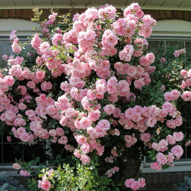 Hoa hồng leo Mortimer Sackler thích hợp trồng sân vườn