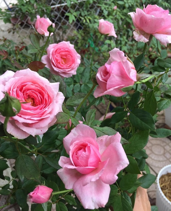 Cây hoa hồng Lady Heirloom có tốc độ sinh trưởng nhanh, kháng bệnh tốt