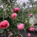 Cây hoa Lady Heirloom cần nhận đủ 6 - 8h ánh nắng mỗi ngày để phát triển cách tốt nhất