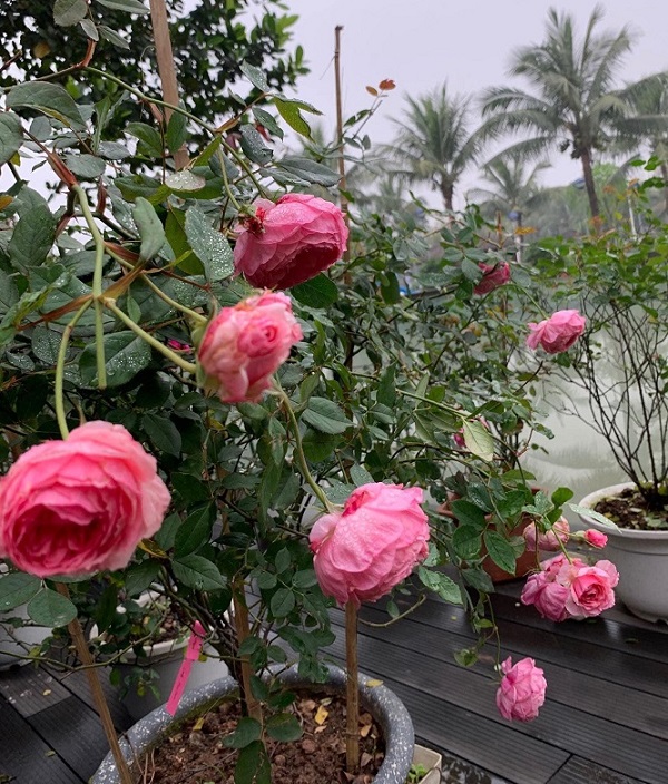 Cây hoa Lady Heirloom cần nhận đủ 6 - 8h ánh nắng mỗi ngày để phát triển cách tốt nhất