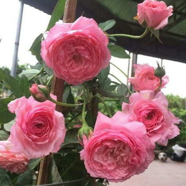 Hoa hồng Lady Heirlooom là giống hồng có xuất xứ từ Nhật