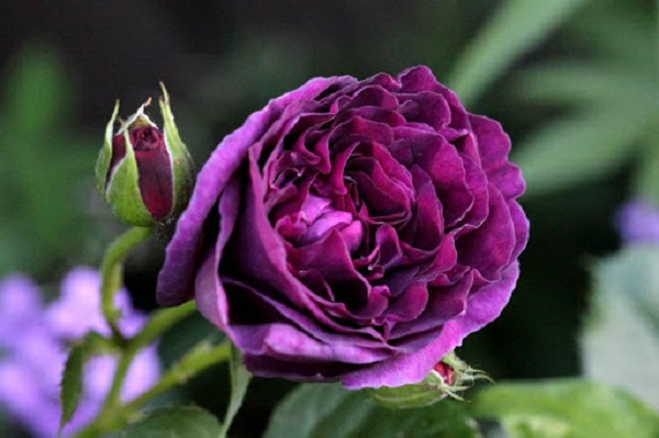 Hoa hồng Minerva được ứng dụng trang trí trong nhiều không gian khác nhau