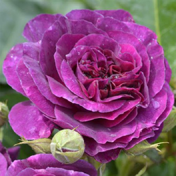Chiều cao trùng bình của 1 cây hoa hồng Minerva là từ 0,8 - 1m