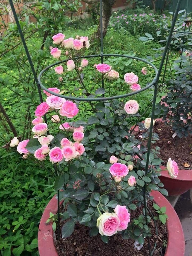 Hoa hồng Mini Eden rất ưa chuộng sinh trường trong điều kiện khí hậu Việt Nam