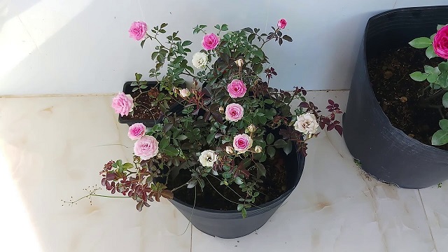 Hoa hồng ngoại Mini Eden ưa chuộng những loại phân bón có nguồn gốc hữu cơ