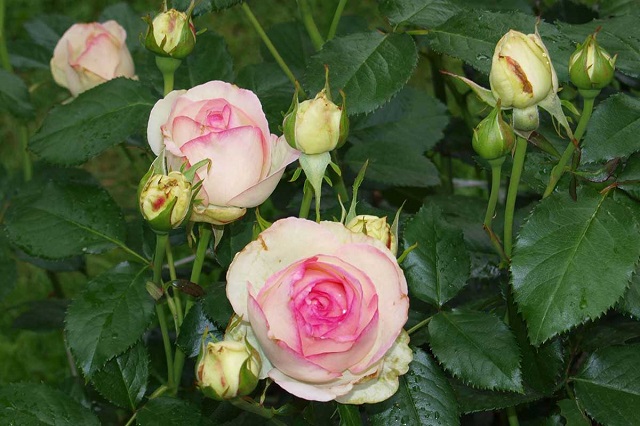 Hoa hồng Mini Eden nếu được chăm sóc tốt cứ 4 - 6 tuần sẽ nở hoa 1 lần