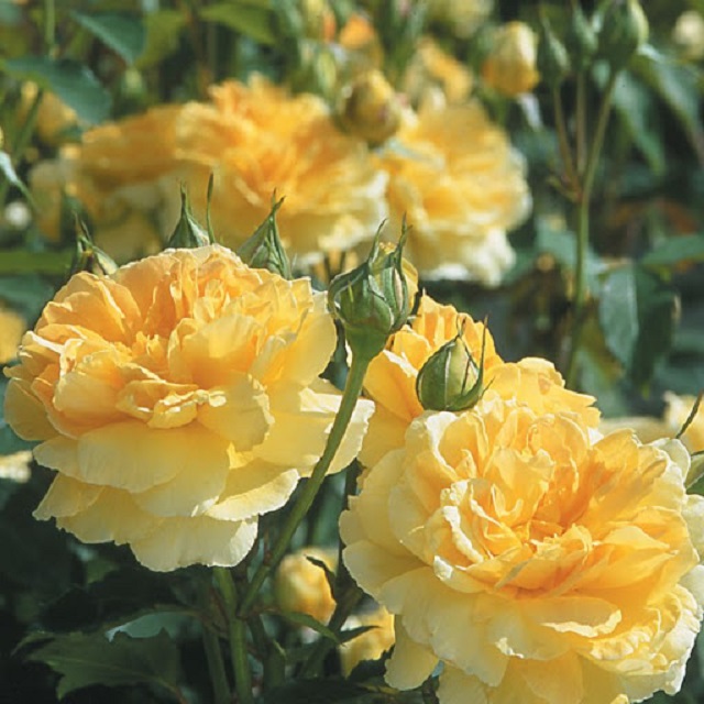Hoa hồng Molineux được biết đến với khả năng sinh trưởng tốt, không yêu cầu cao về điều kiện chăm sóc