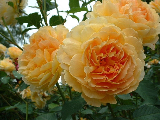 Hoa hồng Molineux tốt nhất nên trồng ở những nơi có thể tiếp xúc với ánh nắng mặt trời