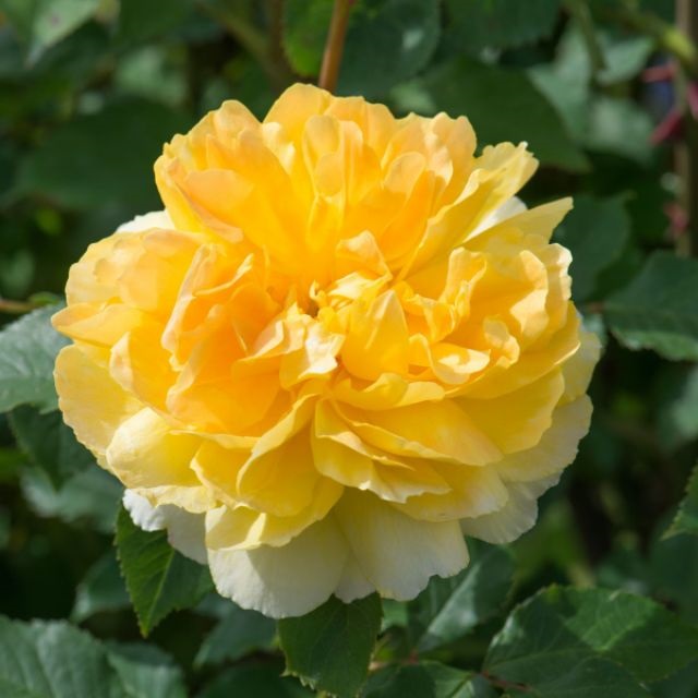 Hoa hồng Molineux có màu sắc vàng tươi thể hiện nét đẹp sang trọng, quyền quý
