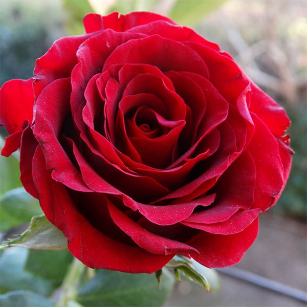 Hoa hồng nhung đỏ mang ý nghĩa say đắm, lãng mạn