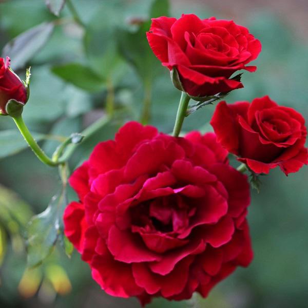 Hoa hồng nhung đỏ mang ý nghĩa tượng trưng một tình yêu bất diệt