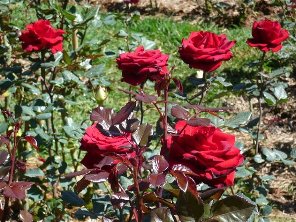 Hoa hồng nhung về cơ bản có đặc điểm bên ngoài khá dễ nhận diện