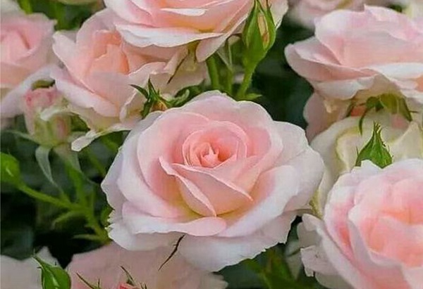 Hoa hồng thuộc loại cây thân bụi thấp và có đa dạng màu sắc khác nhau