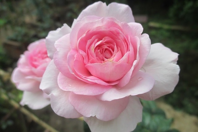 Hoa hồng phấn là loại hoa mang màu sắc ngọt ngào, duyên dáng và không kém phần tinh tế