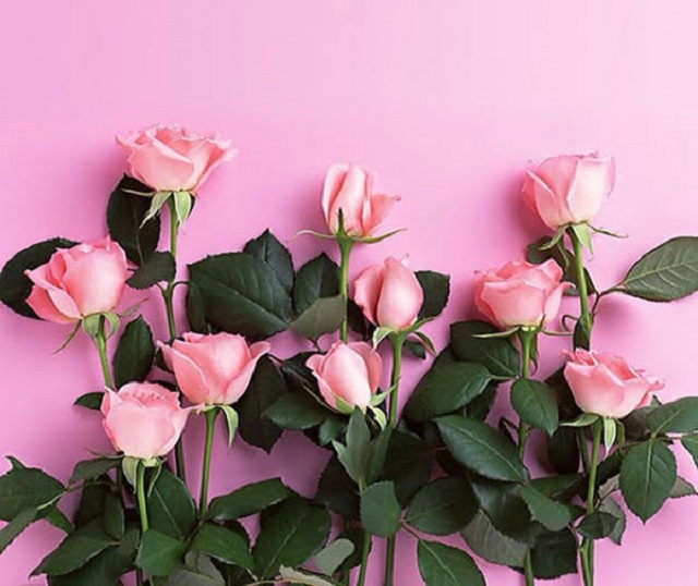 Hoa hồng phấn được dùng để bày tỏ sự ngưỡng mộ của bản thân dành cho một ai đó