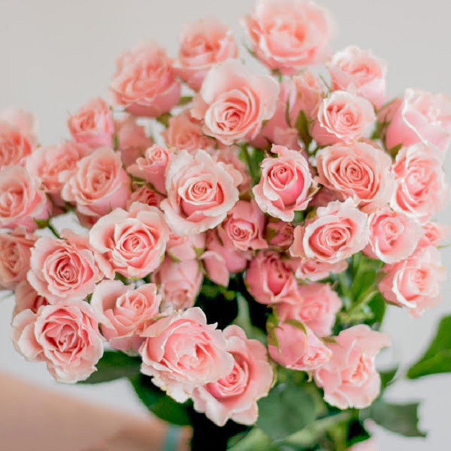 Hoa hồng phấn là loài hoa sở hữu vẻ ngoài dịu dàng, đằm thắm và mang theo nhiều ý nghĩa khác nhau