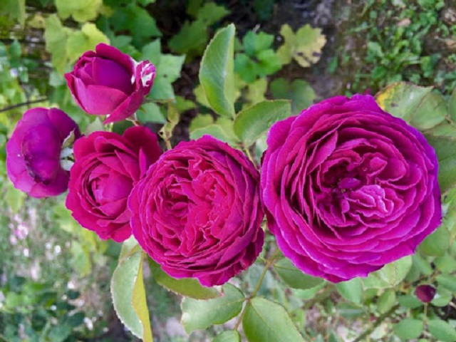 Hoa hồng gây ấn tượng với màu hồng tím mang nét đep cổ điển