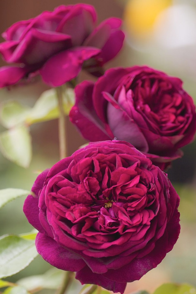 Hoa hồng Prince cần tiếp xúc với ánh nắng từ 6 - 8 tiếng mỗi ngày