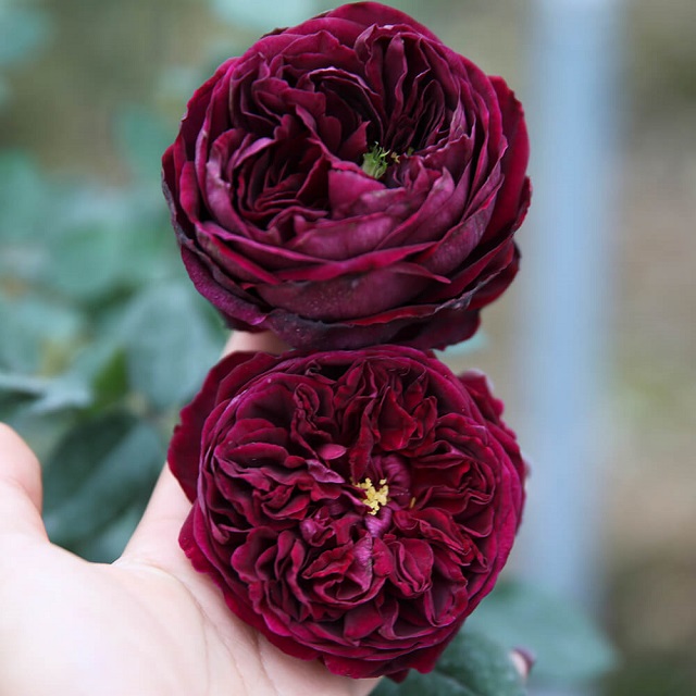 Đặc điểm nổi bật nhất của hoa hồng Prince là khả năng kháng bệnh tuyệt vời