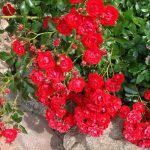 Hoa hồng leo Red Fairy ưa chuộng những loại phân bón hữu cơ