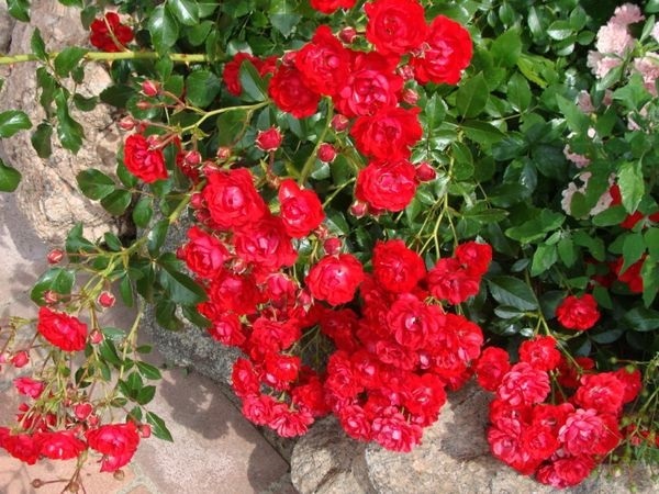 Hoa hồng leo Red Fairy ưa chuộng những loại phân bón hữu cơ