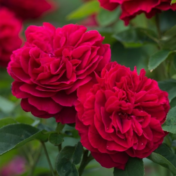 Hoa hồng Rouge Royale có thời gian tưới khá lâu