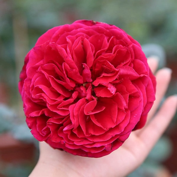Hoa hồng Rouge Royale thuộc giống hoa hồng bụi có nguồn gốc từ nước Pháp