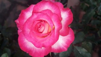 Bổ sung dinh dưỡng cho cây hoa hồng sếu là yếu tố quan trọng để cây sinh trưởng