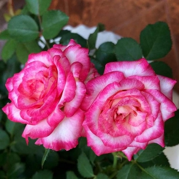 Hoa hồng sếu được đánh giá là một trong những loại hoa hồng dễ chăm sóc