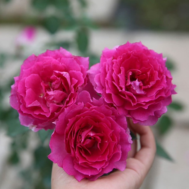 Giá thể trồng hoa hồng Sheherazad tốt nhất là đất thịt có pha trấu và vôi