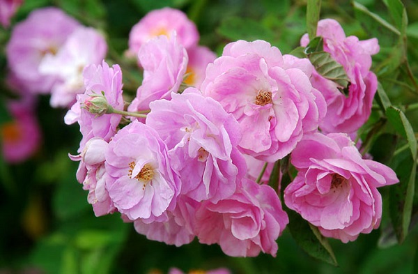 Hoa hồng tầm xuân rất dễ nhân giống và không có những quy trình phức tạp
