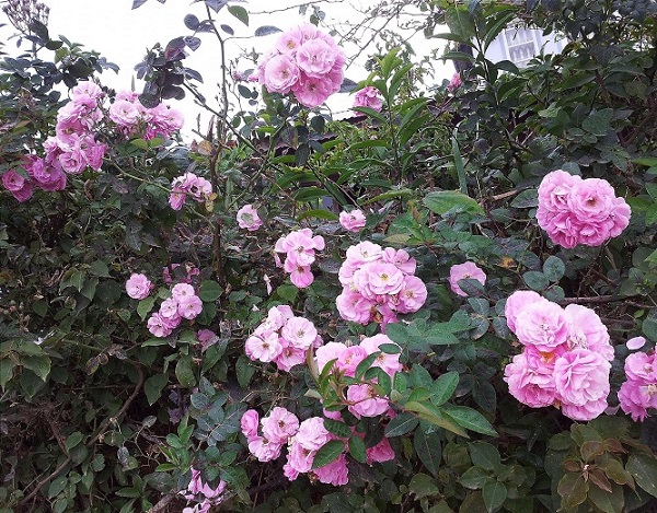 Hoa hồng tầm xuân chỉ ra hoa duy nhất 1 mùa trong năm