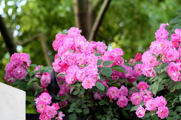 Hoa hồng tầm xuân cánh kép được trồng phổ biến nhất