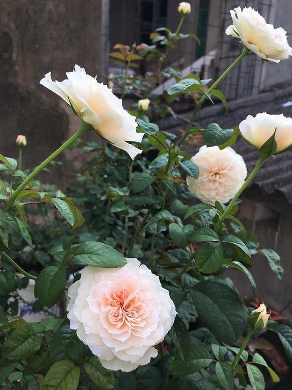 Hoa hồng leo Tranquility rất thích hợp trồng tại ban công, sân vườn