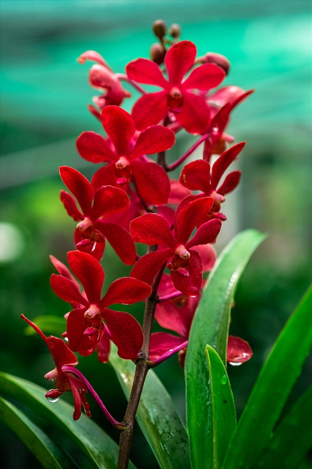Hoa lan đỏ thuộc giống Mokara mang đậm nét đẹp kiêu sa, lộng lẫy