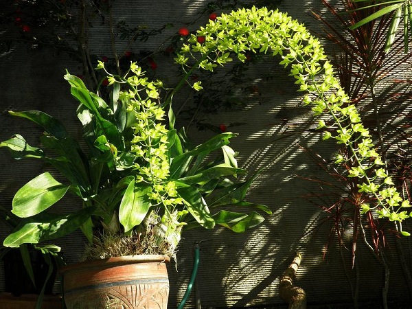 Hoa lan hoàng hậu sẽ phát triển tốt nhất trong điều kiện ánh sáng trung bình