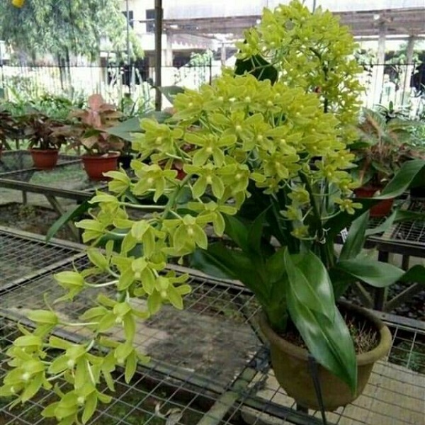 Hoa lan hoàng hậu được đánh giá là một trong những giống lan đẹp