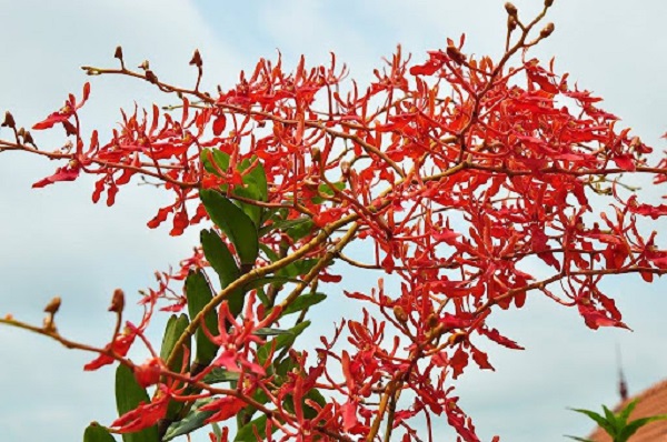 Hiện tai có đến 4 loại hoa lan Huyết Nhung phổ biến trên thị trường