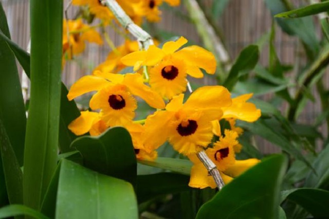 Vào mùa lạnh cây hoa lan Long Nhãn cần hấp thụ nhiều ánh nắng để kích thích ra hoa