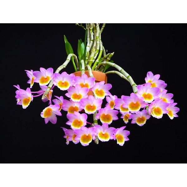 Hoa lan long tu đá được đánh giá là một trong những loại hoa lan thân thòng đẹp