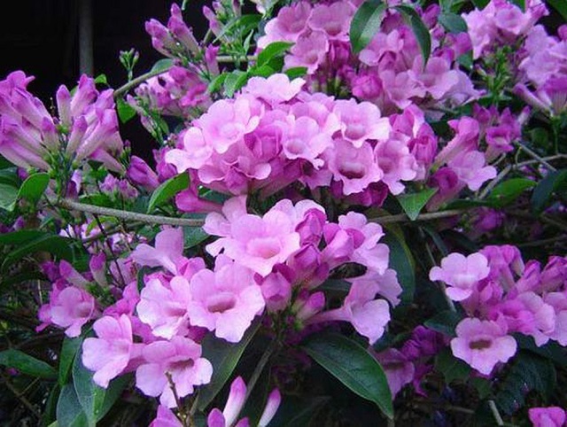 Hoa lan tỏi thưc chất là một loại hoa có dây leo