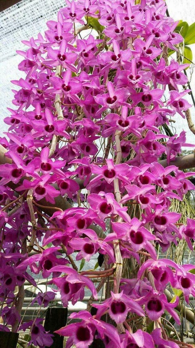 Trầm tím là loài hoa lan được lai tạo từ Giả hạc và Hoàn Thảo tím