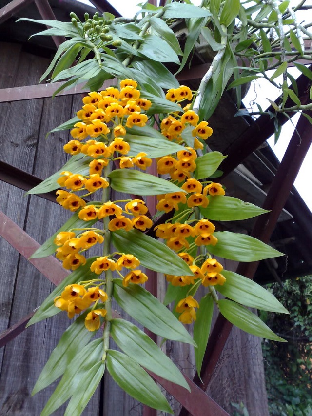Hoa Phi Điệp vàng mọc thành chùm, tạo nên vẻ đẹp rực rỡ cho không gian nhà bạn