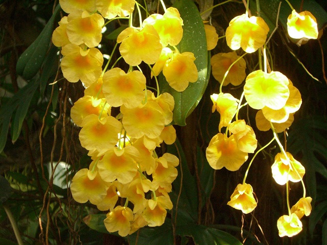 Việc chăm sóc hoa lan vàng yêu cầu cao về kỹ thuật